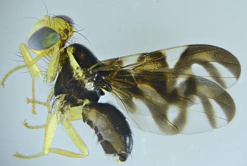 Réf. 301 168 : Euleia heraclei